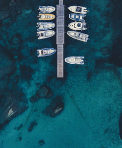 High angle view of fish in sea