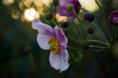 Close-up of flowers blooming outdoors