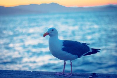 Close-up of seagull perching on shore against sea