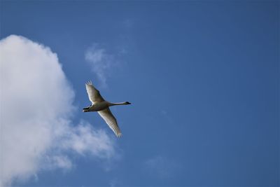 Swan in flight. close up. 