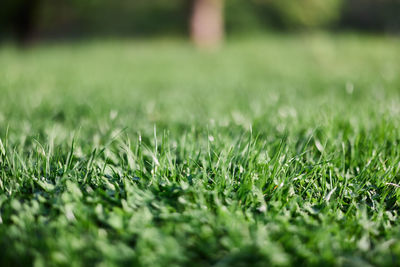 Close-up of grass