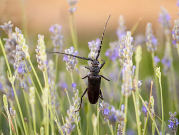 Close-up of insect on purple flowering plant