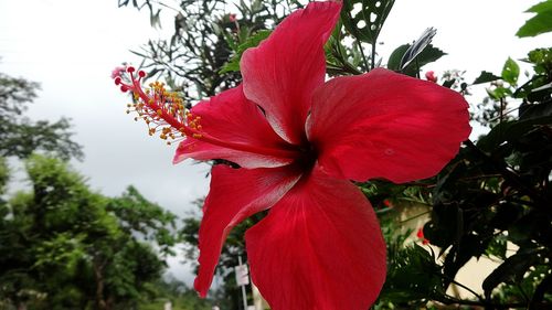 Close-up of fresh pink hibiscus blooming in park