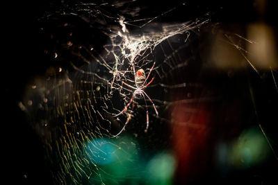 Close-up of spider on web