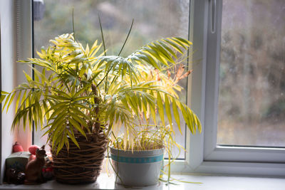 Potted plants on window sill