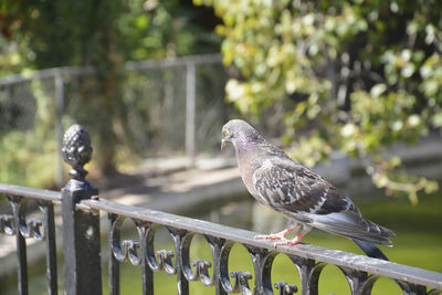 Pigeon perched on a fence in a park. colors of nature