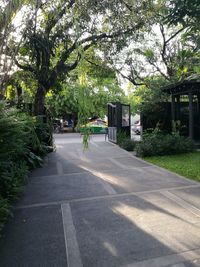 Road by trees in park