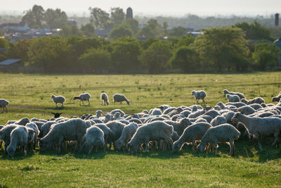 Flock of sheep on grassy field