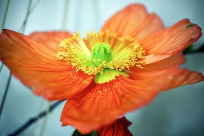 Close-up of orange flower