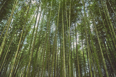 Low angle view of bamboo trees in forest