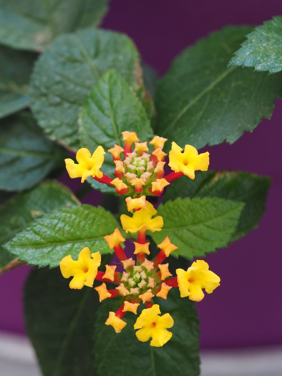 flower, growth, nature, beauty in nature, fragility, freshness, leaf, plant, petal, blooming, yellow, green color, close-up, flower head, outdoors, no people, day