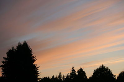 Silhouette pine trees against sky during sunset