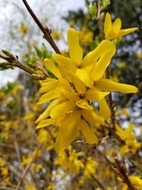 Close-up of yellow flowering plant