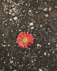 High angle view of flowering plant on field