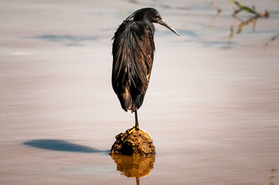 Bird perching on a rock