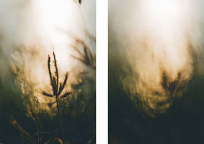 View of trees against sky