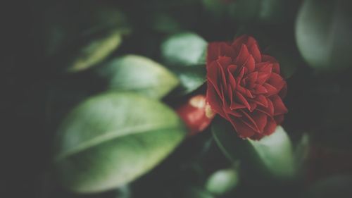 Close-up of red rose flower