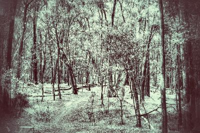 Bare trees in forest