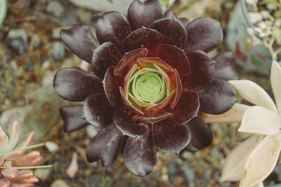 Close-up of plant