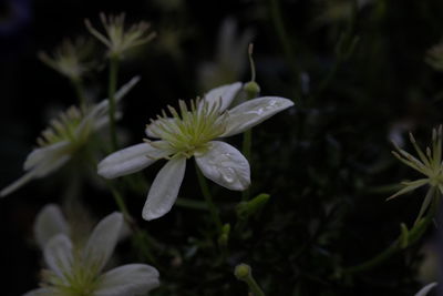 Close-up of white flowers