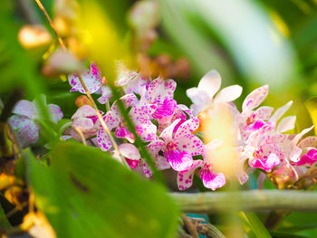 Close-up of pink flowering plant