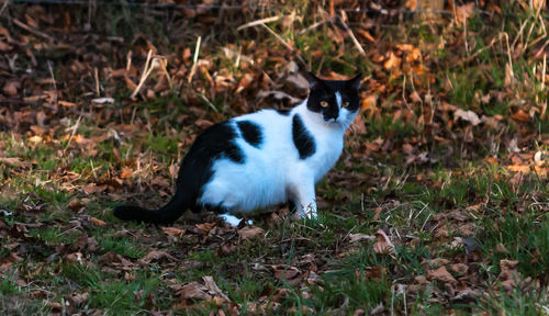 Cat on field