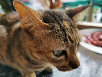 Close-up of a cat