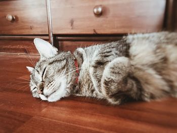 Close-up of cat sleeping on table