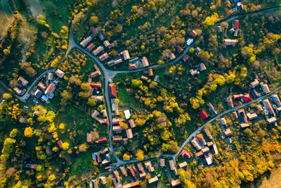 Aerial view of trees and buildings in town