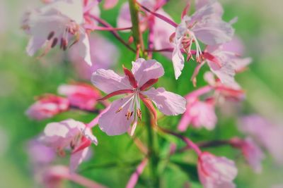 Close-up of pink cherry blossoms