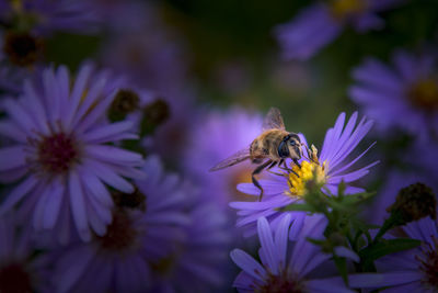 Close-up of bee pollinating on purple flower