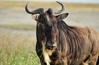 Close-up of horse on field