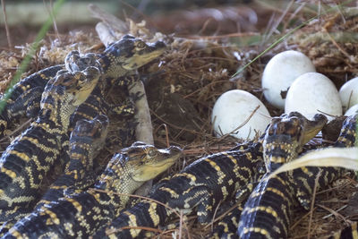 Newborn alligator near the egg laying in the nest. little baby crocodiles are hatching from eggs. 