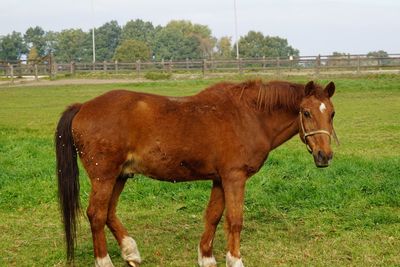 Horse standing in ranch