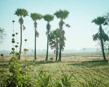 Trees on field against sky