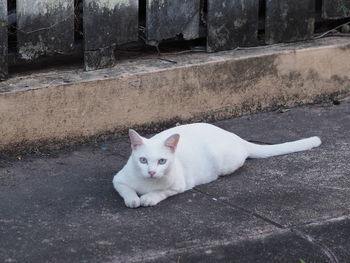 Portrait of white cat lying on footpath