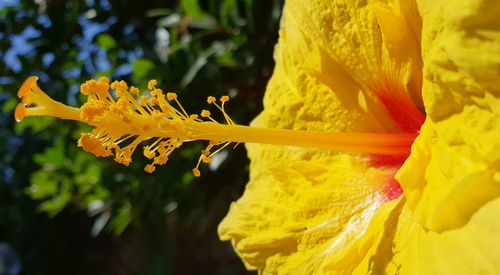 Close-up of yellow flowering plant