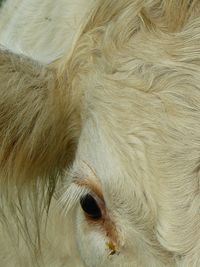 Close-up of white eye