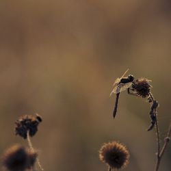 Close-up of insect on flower