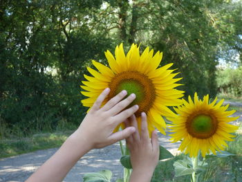 Midsection of person holding yellow flowering plant