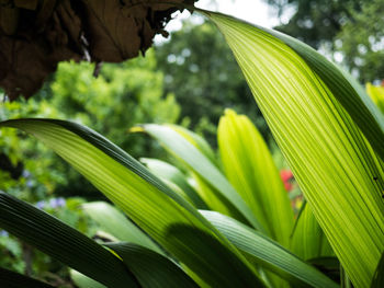Close-up of green leaves on plant