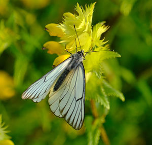 Close-up of butterfly pollinating on flower