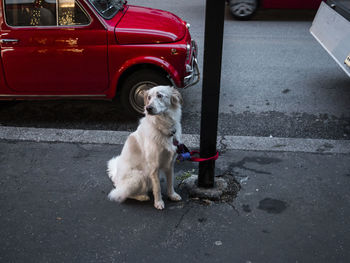 Dog looking away on road in city