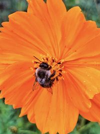 Close-up of insect on orange flower