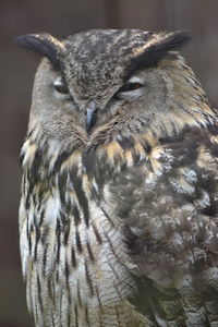 Close-up portrait of an owl