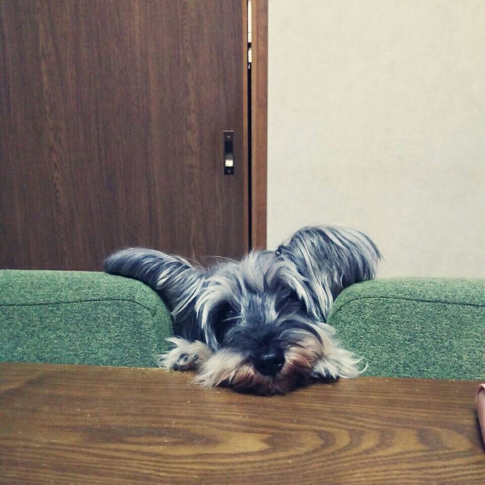 CLOSE-UP OF PUPPY LYING ON FLOOR