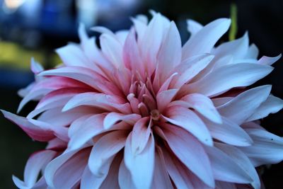 Close-up of flower blooming outdoors