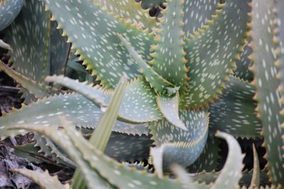 Close-up of prickly pear cactus