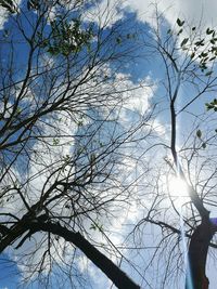 Low angle view of bare tree against sky