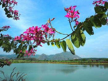 Pink flowers in pond